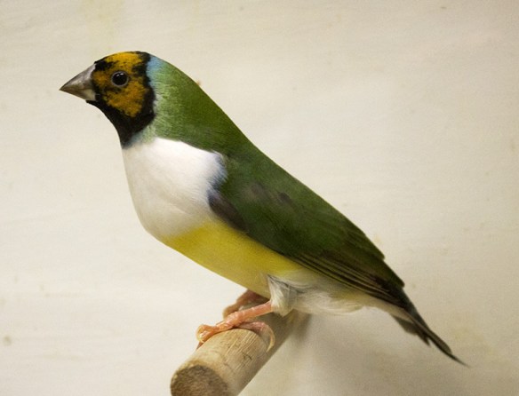 Testa arancio - Petto bianco (femmina)