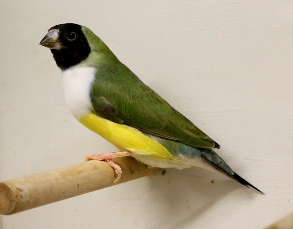 Testa Nera - Petto Bianco (femmina)