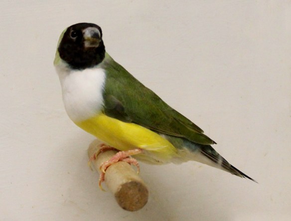 Testa Nera - Petto Bianco (femmina)