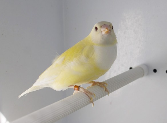 Lutino Testa nera (femmina)