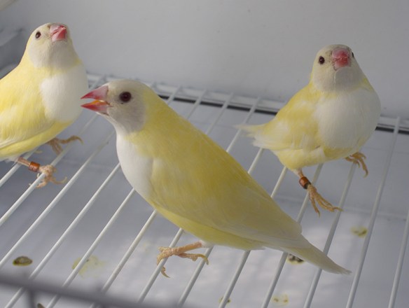 Lutino Testa nera (3 femmine)