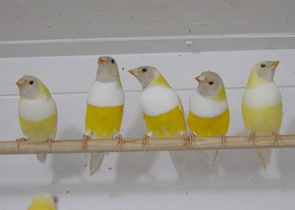 Lutino Testa nera (3 maschi e 2 femmine)