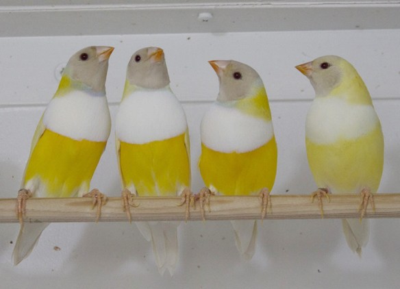 Lutino Testa nera (3 maschi e 1 femmina)