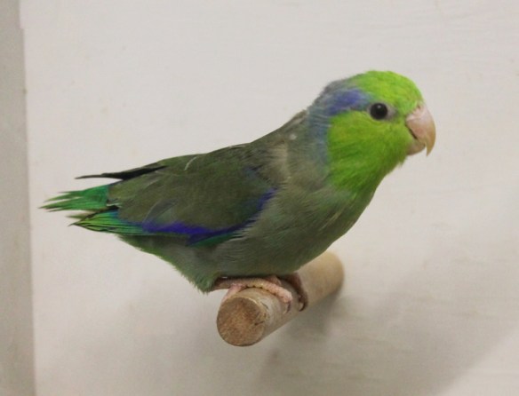 Forpus Coelestis (Maschio)