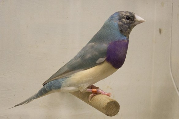 Blu Pastello Singolo fattore Testa nera - Petto viola (maschio)