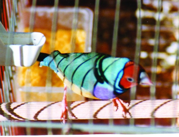 Blu anomalo (maschio)