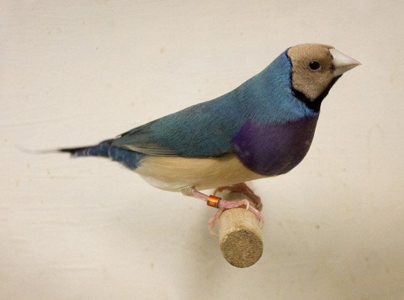 Blu Testa crema - Petto viola (maschio)