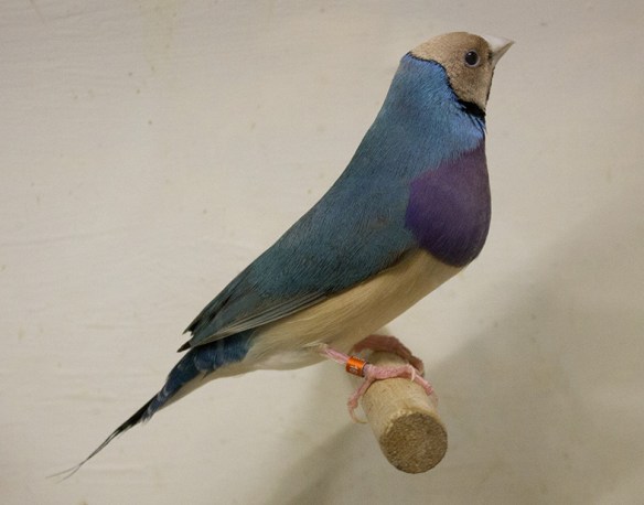 Blu Testa crema - Petto viola (maschio)