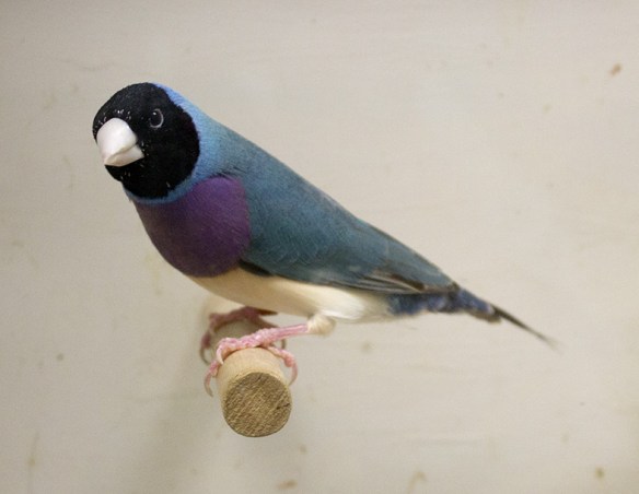 Blu Testa nera - Petto viola (maschio)