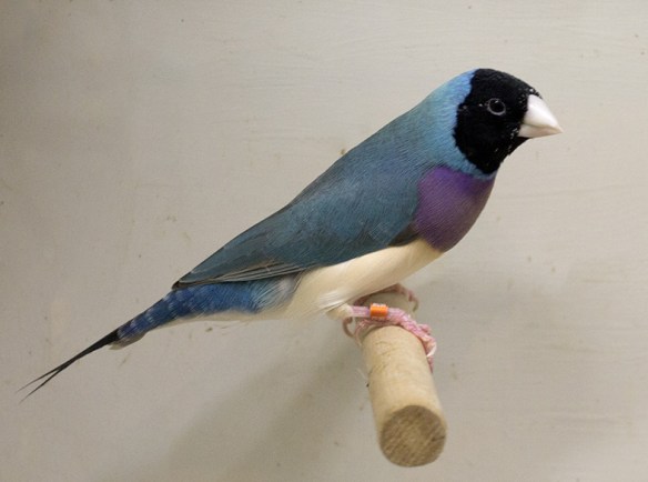 Blu Testa nera - Petto viola (maschio)