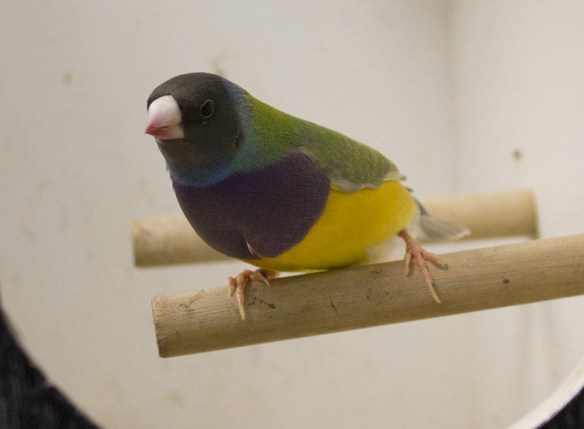 Pastello Testa nera singolo fattore (maschio)