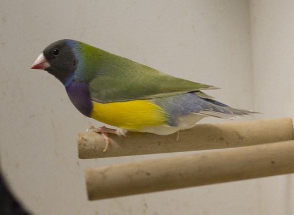 Pastello Testa nera singolo fattore (maschio)