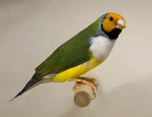 Testa arancio - Petto bianco (maschio)