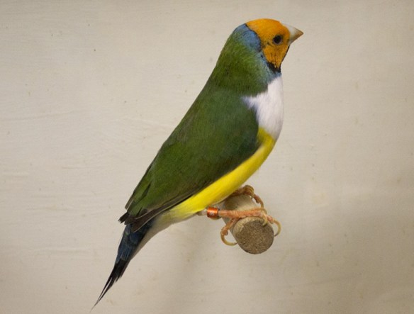 Testa arancio - Petto bianco (maschio)