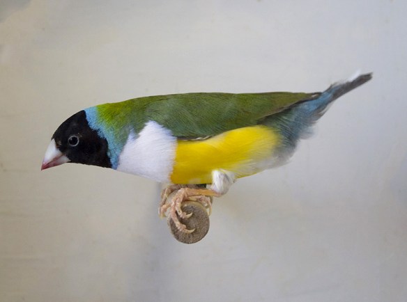 Testa nera - Petto bianco (maschio)