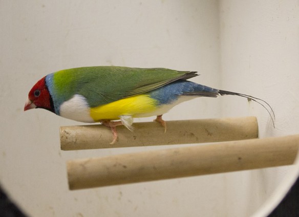 Testa rossa - Petto bianco (maschio)