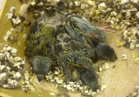 Tre D. di Gould ancestrali a 16 giorni di vita