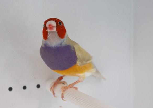 Pastello Testa rossa (maschio)