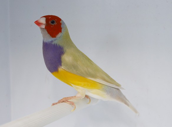 Pastello Testa rossa (maschio)