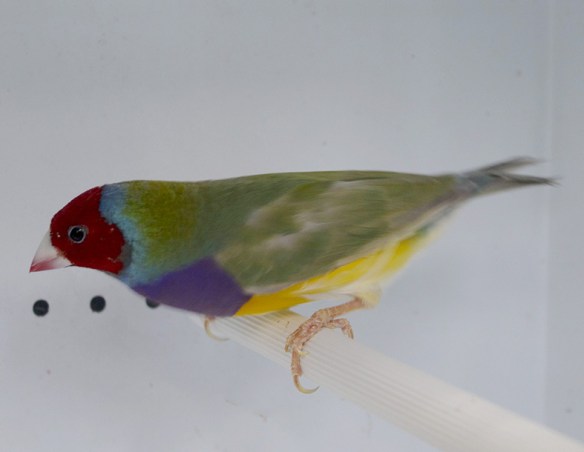 Pastello Testa Rossa - Singolo fattore (maschio)