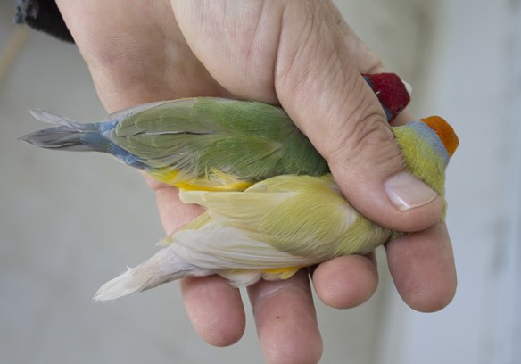 Pastello Testa rossa singolo fattore e Pastello Testa arancio a confronto