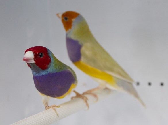 Pastello Testa rossa singolo fattore e Pastello Testa arancio a confronto