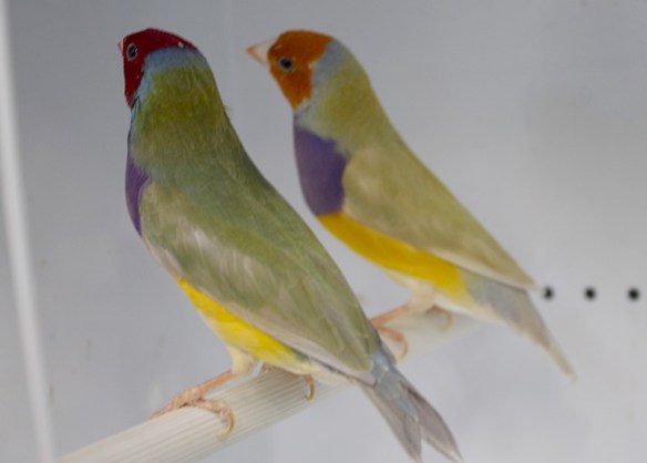 Pastello Testa rossa singolo fattore e Pastello Testa arancio a confronto