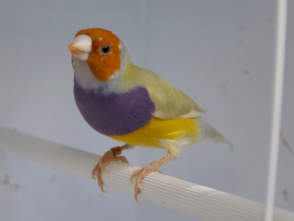 Pastello Testa arancio - Petto viola (maschio)