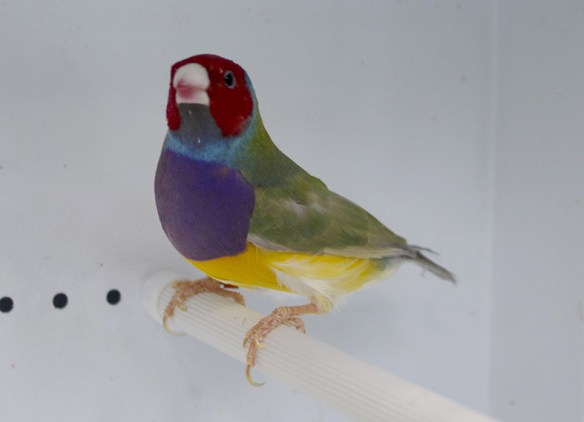 Pastello Testa Rossa - Singolo fattore (maschio)