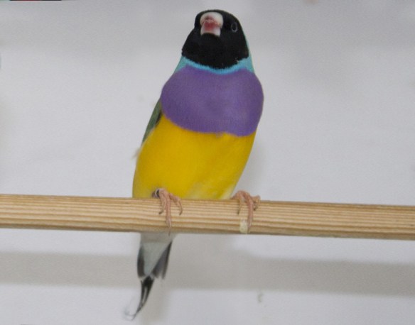 Ancestrale Testa nera (maschio)