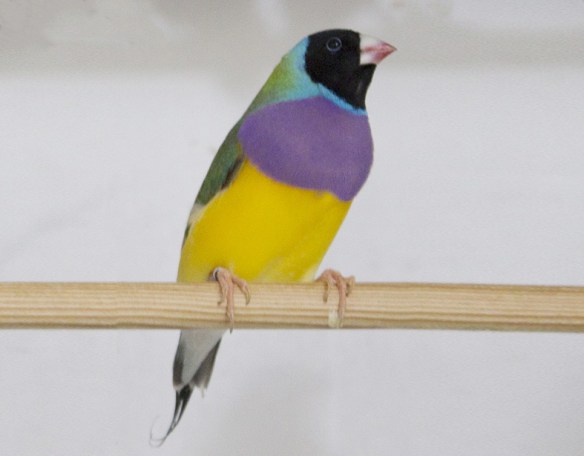 Ancestrale Testa nera (maschio)