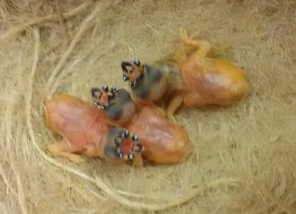 Tre D. di Gould ancestrali appena nati