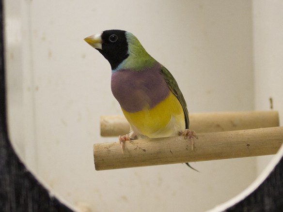 Ancestrale Testa nera (femmina)