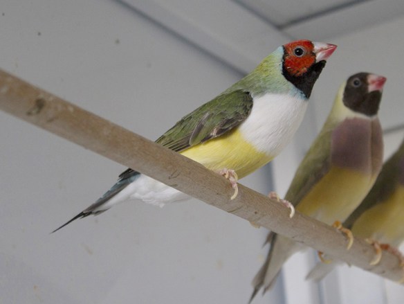 Testa rossa - Petto bianco (femmina)