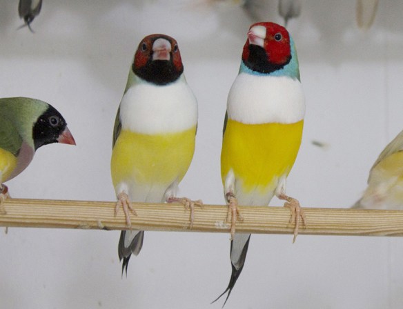 Testa rossa - Petto bianco (coppia)