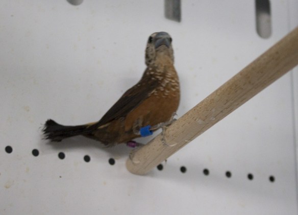 Passero maculato (maschio)