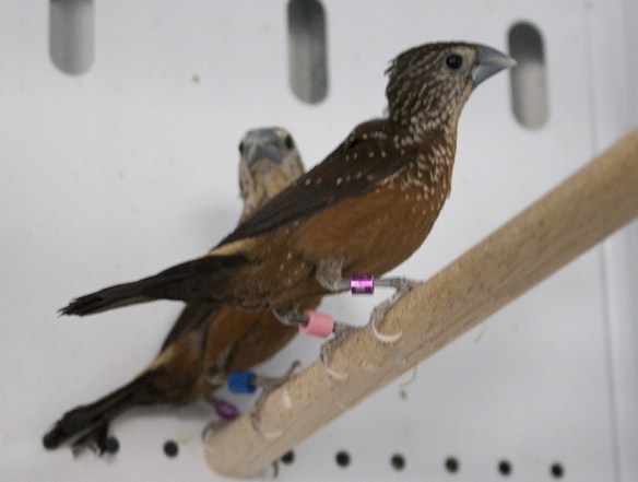 Passero maculato (coppia)