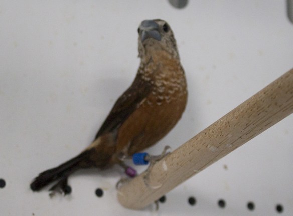 Passero maculato (femmina)