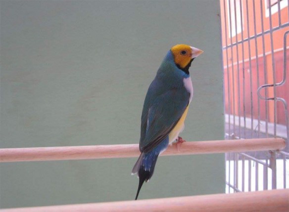 Maschio avorio con fattore scurente (Foto L. Marzemin)