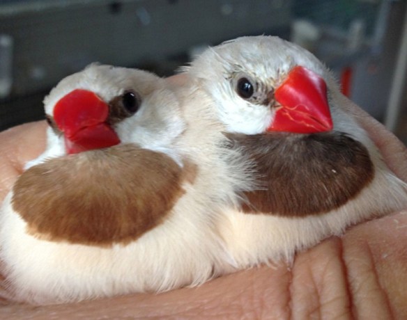 Feomelanico e Topazio a confronto