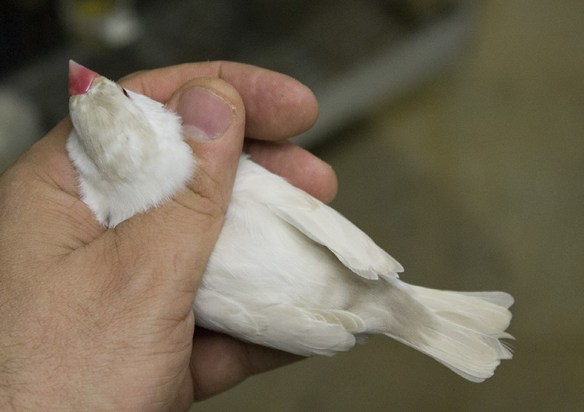 Mascherato Pastello (femmina)