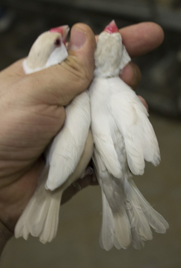 Probabile Mascherato Pastello e Mascherato Feomelanico a confronto
