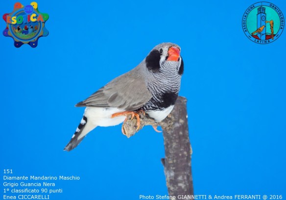 151_grigio-guancia-nera-maschio-1-90-pti-ciccarelli-enea-img_0269_1