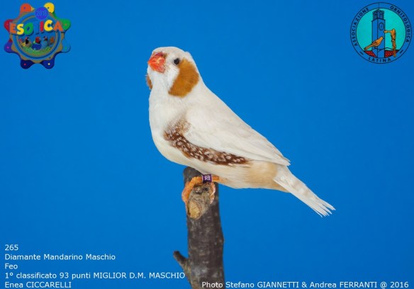 265_feo-maschio-1-93-pti-best-maschio-ciccarelli-enea-img_0725_1