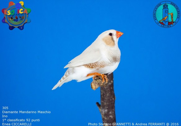 305_ino-maschio-1-92-pti-ciccarelli-enea-img_0752_1