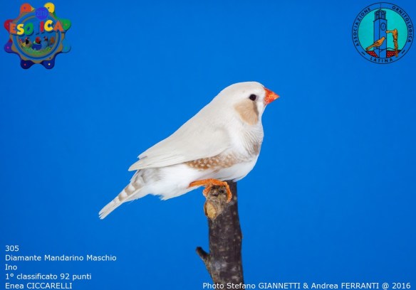 305_ino-maschio-1-92-pti-ciccarelli-enea-img_0759_