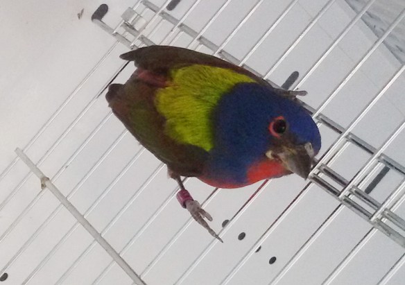 Papa della Louisiana (maschio)