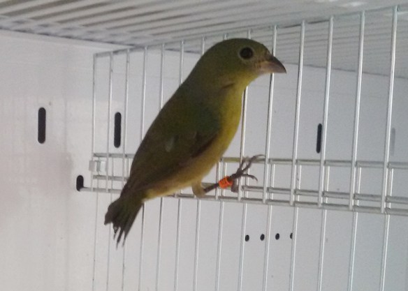 Papa della Louisiana (femmina)